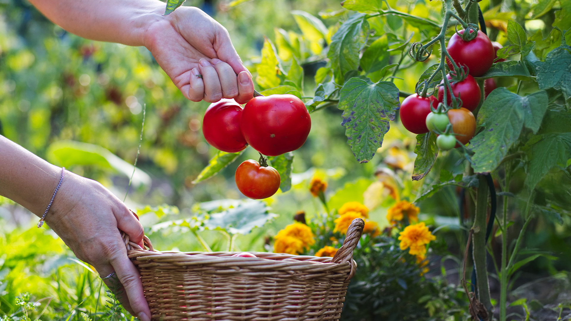 Nahaufnahme von Händen, die rote Tomaten ernten.