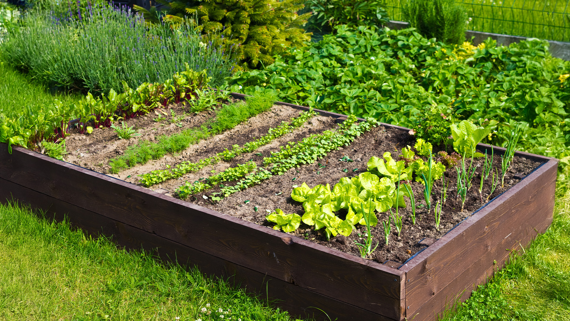 Foto eines Gemüse Beets.