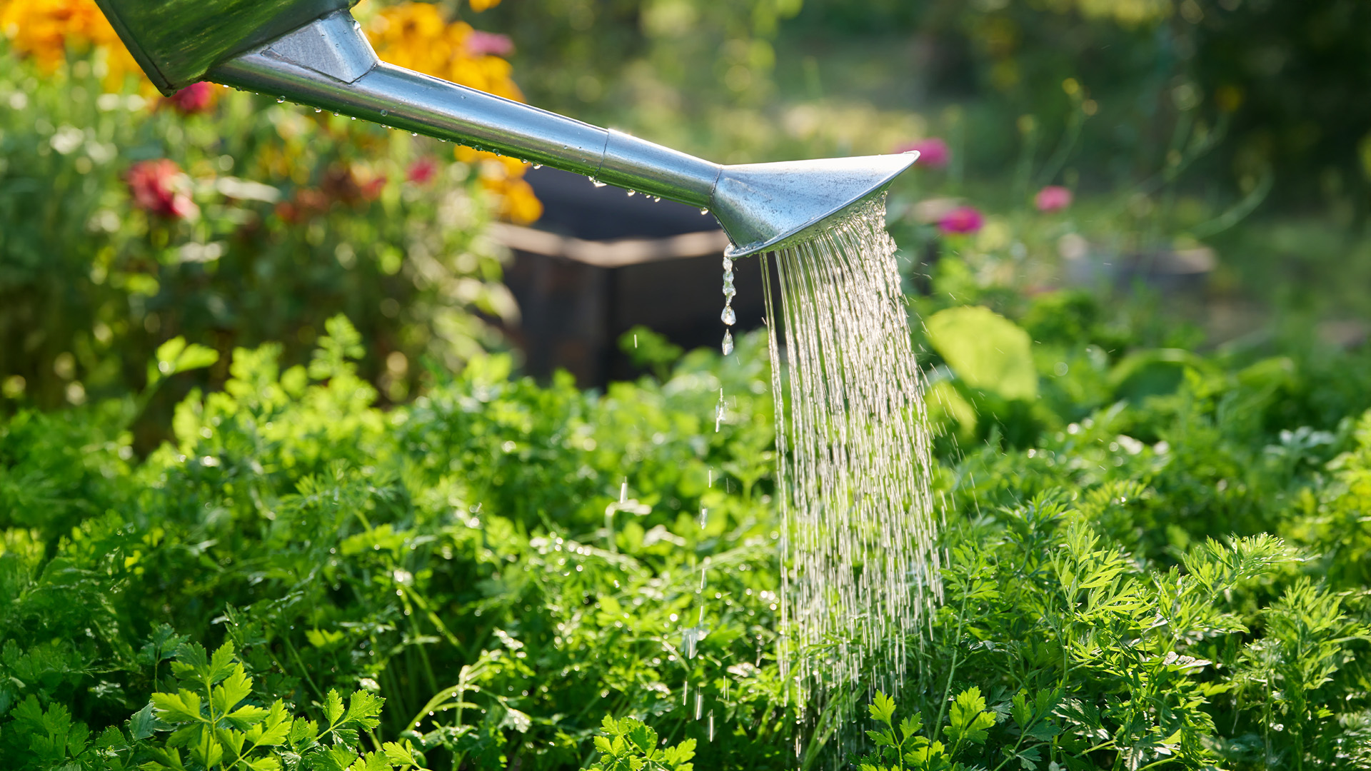 Nahaufnahme einer Gießkanne, die Wasser über das Gemüße gießt.
